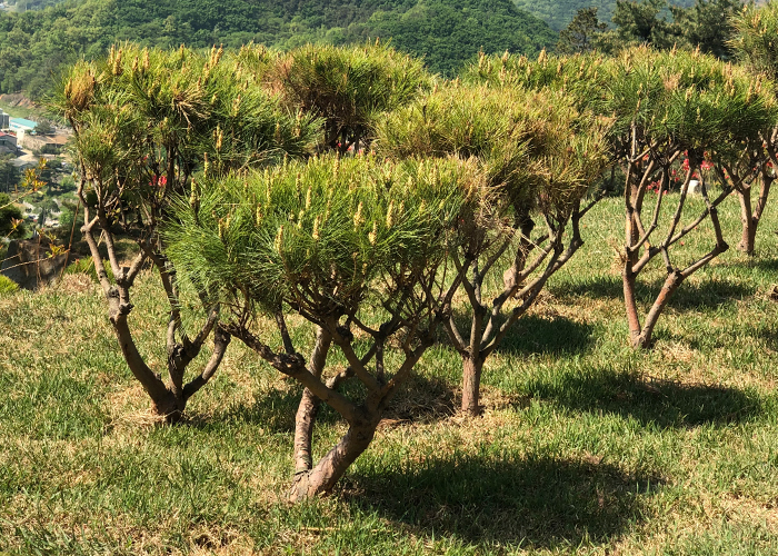 photo_tree03.jpg