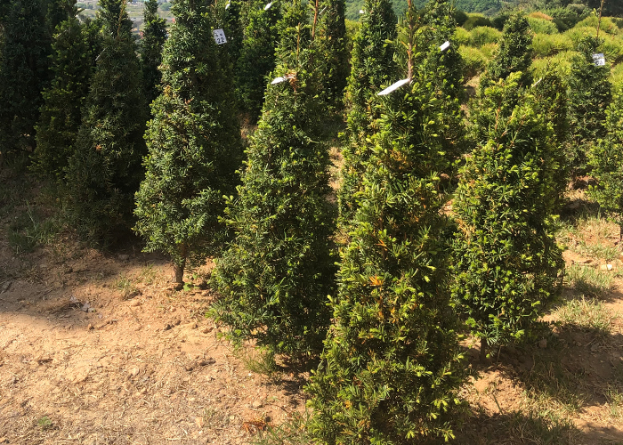 photo_tree.jpg