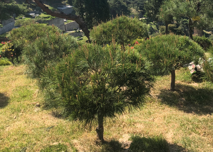 photo_tree02.jpg